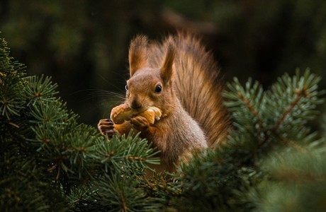 Squirrel Enjoying a Snack Among Pine Branches