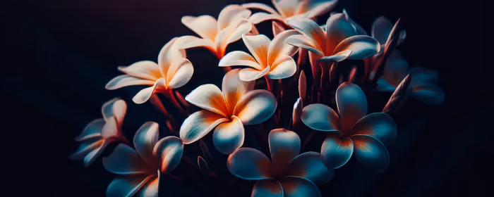 Dual Monitor Wallpapers (7680x2160): plumeria, petals, blossom, exotics