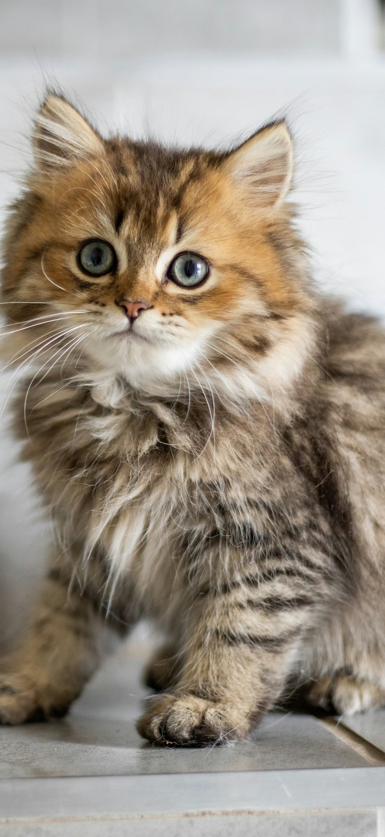 Fluffy kitten with grey eyes - Wallpapers for iPhone Air in 1260x2736 resolution