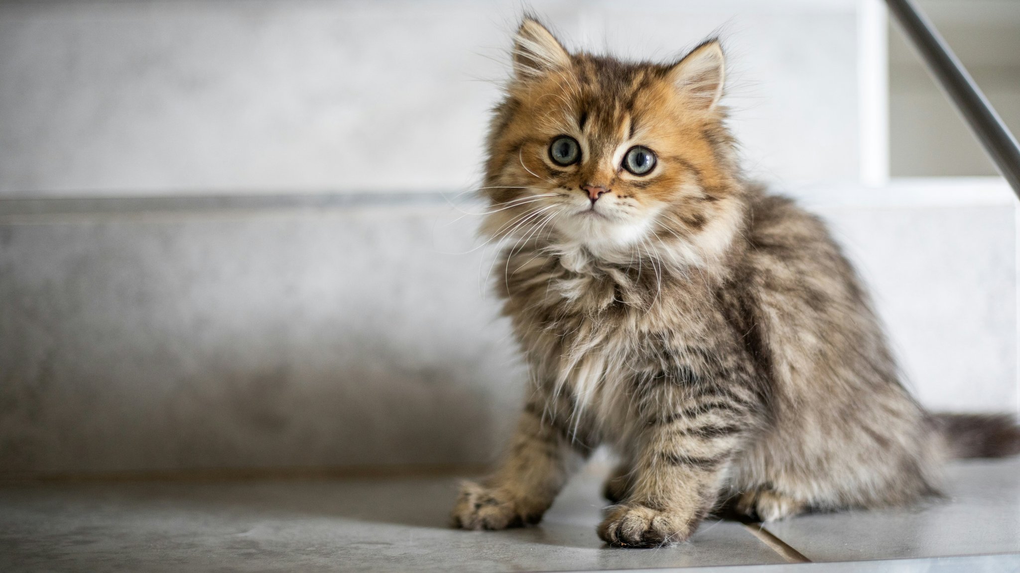 Fluffy kitten with grey eyes - QWXGA wallpapers in 2048x1152 resolution