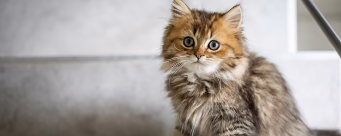 Обои животные: котёнок, кошка, милые животные, шерсть