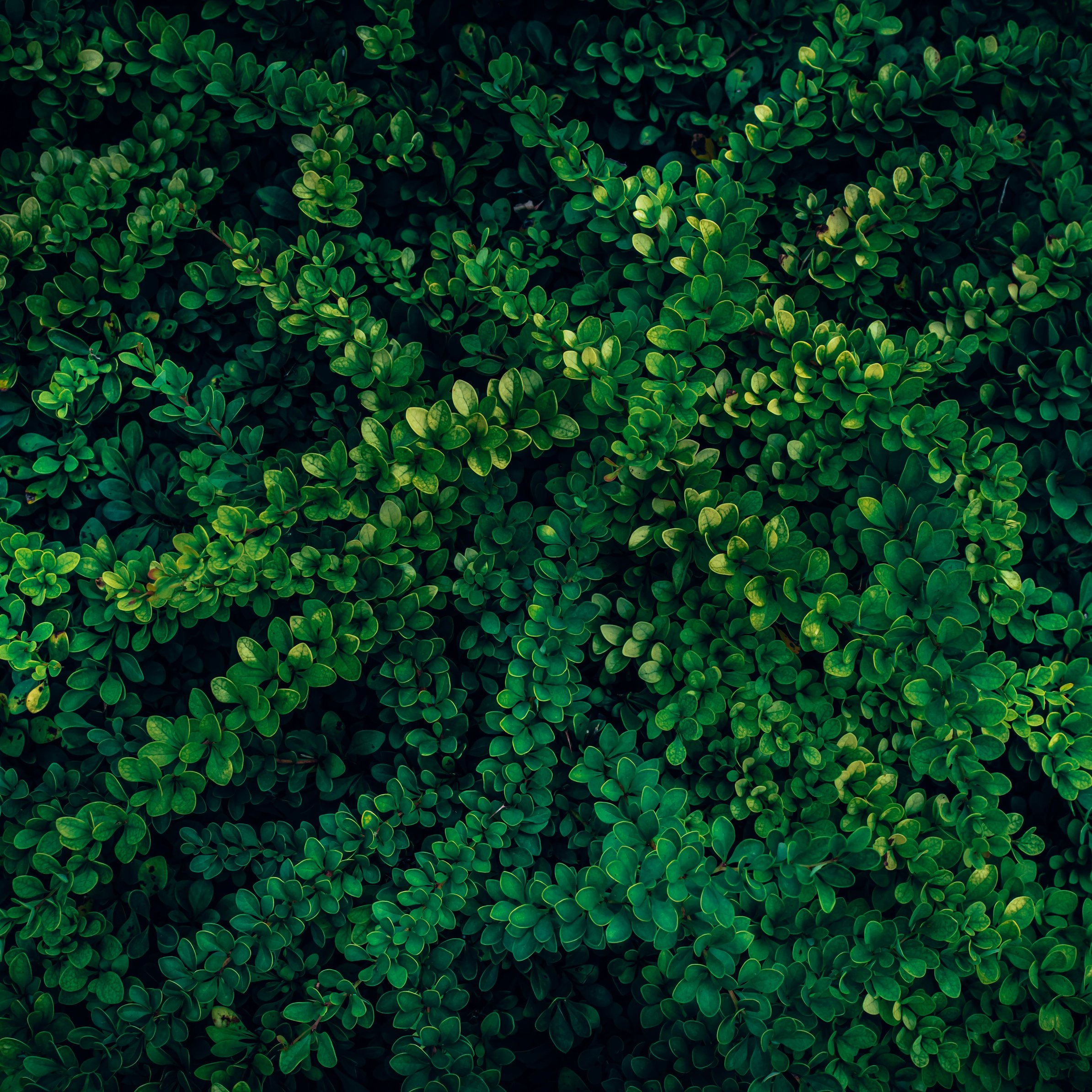 Dense green foliage - Wallpapers for iPad Pro 11″ in 2388x2388 resolution