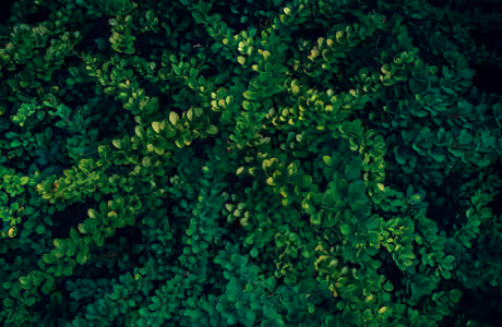 5K Eco wallpapers (5120x2880): bush, leaves, greenery, garden