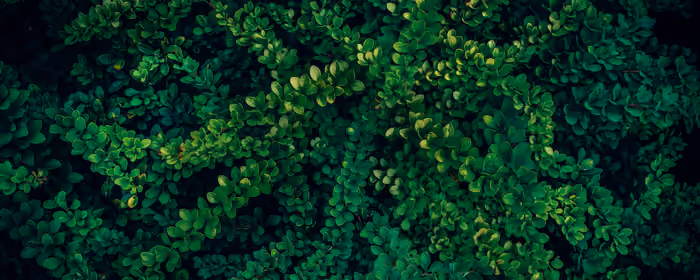 UltraWide 32:9 wallpapers (3840x1080): bush, leaves, greenery, garden