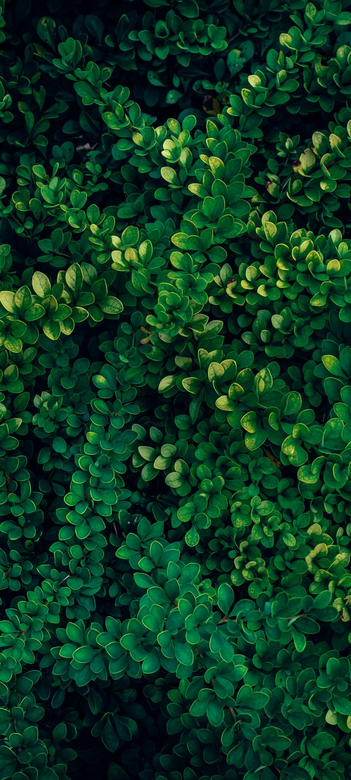 Dense green foliage - Wallpapers for Xiaomi Redmi 10C/C40/C51, Samsung Galaxy A12/A02s/A03/M12 in 720x1600 resolution