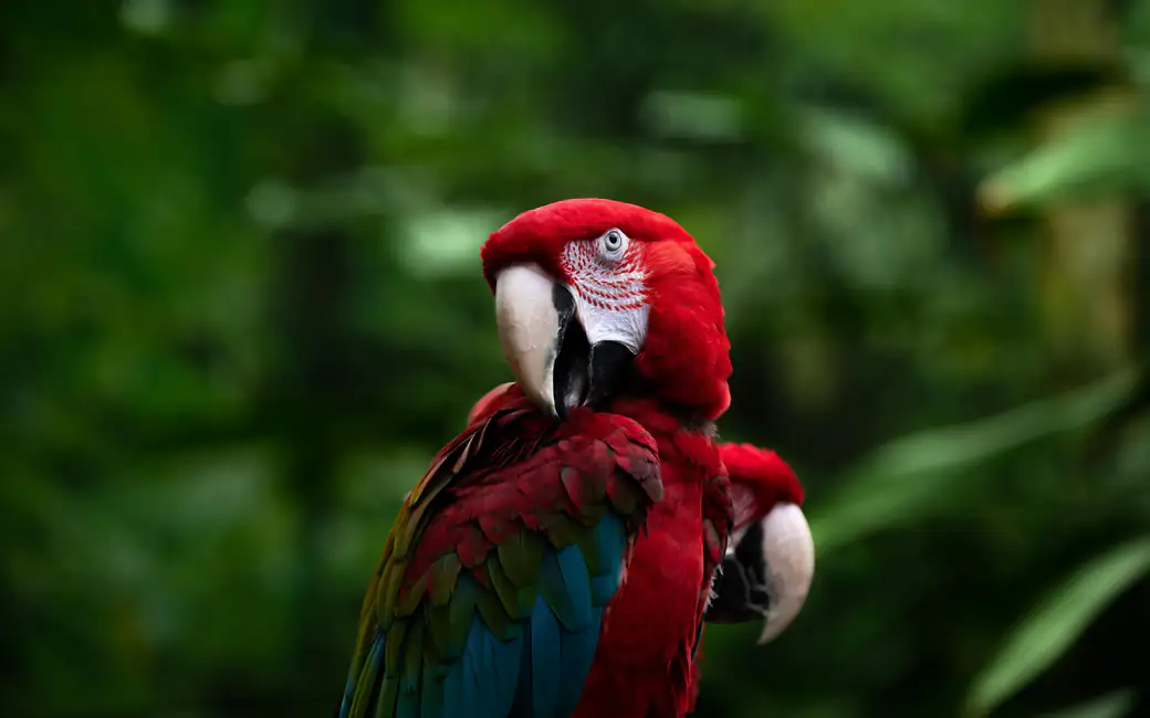 Red macaw parrot in green habitat — desktop and phone wallpaper, free download