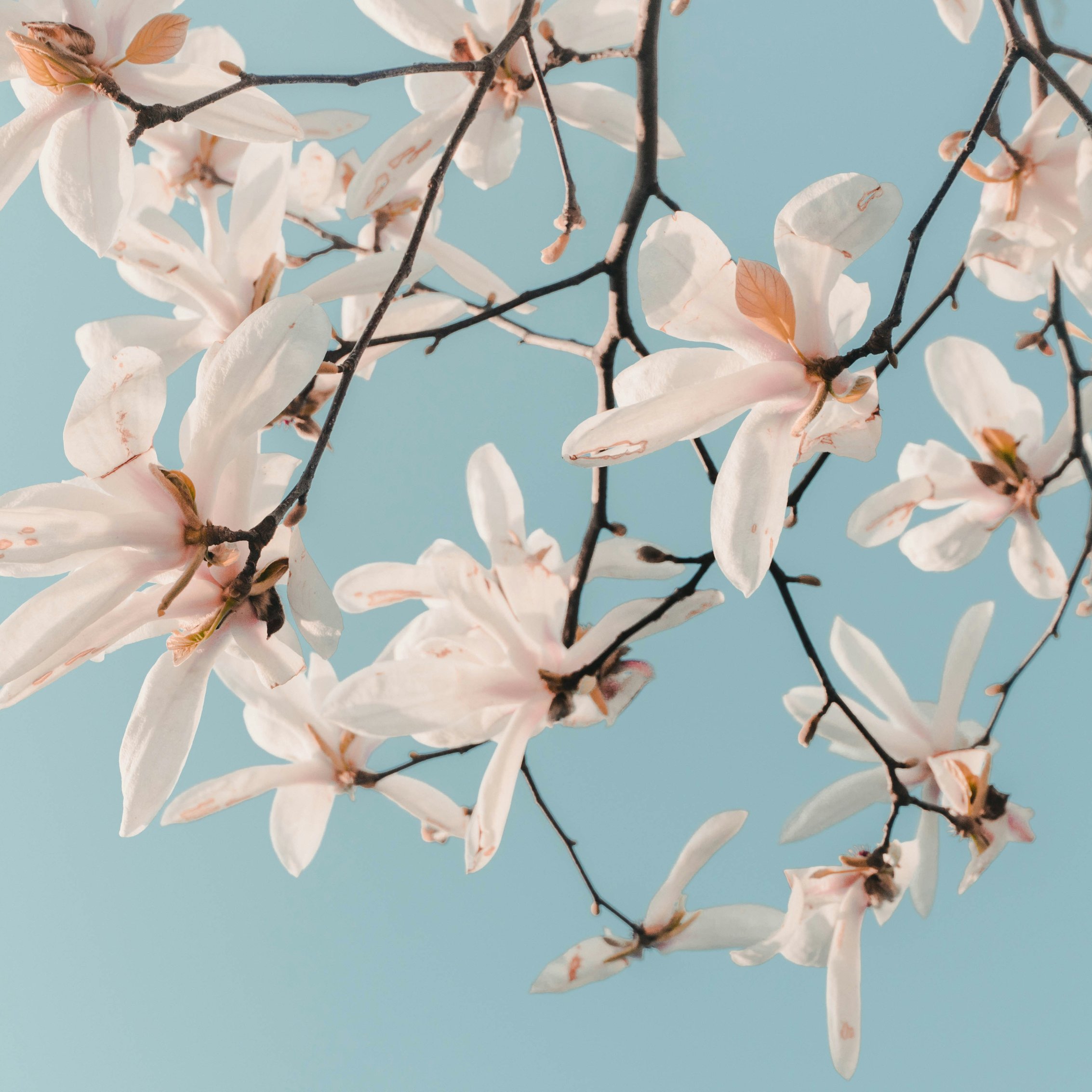 White magnolia flowers on branches - Wallpapers for iPad mini 8.3″ in 2266x2266 resolution