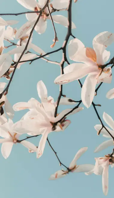 Nature wallpapers: magnolia, flowers, garden, branch