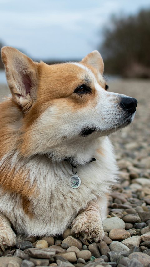 Corgi resting on a rocky riverbank - Wallpapers for LG/ASUS in 480x854 resolution