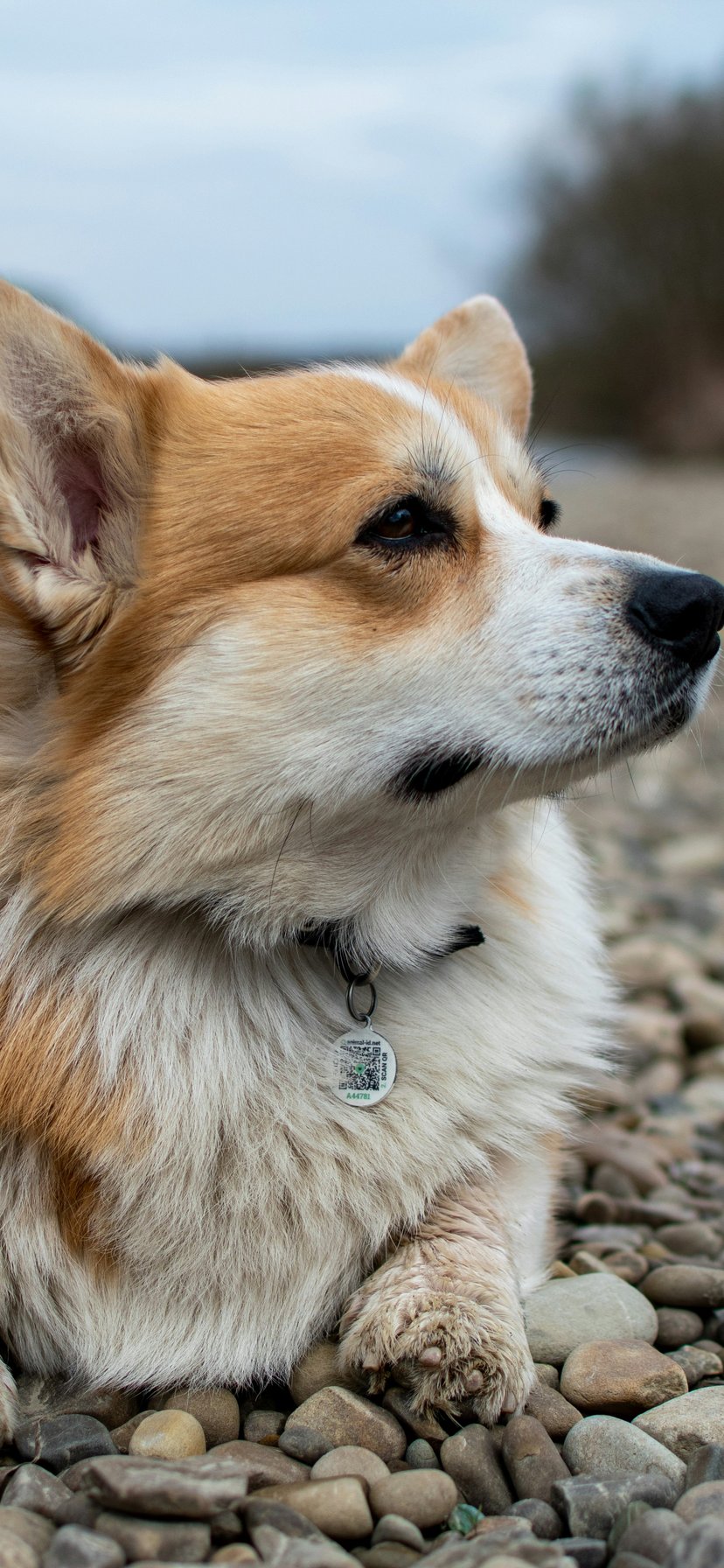 Corgi resting on a rocky riverbank - Wallpapers for iPhone 11/XR in 828x1792 resolution