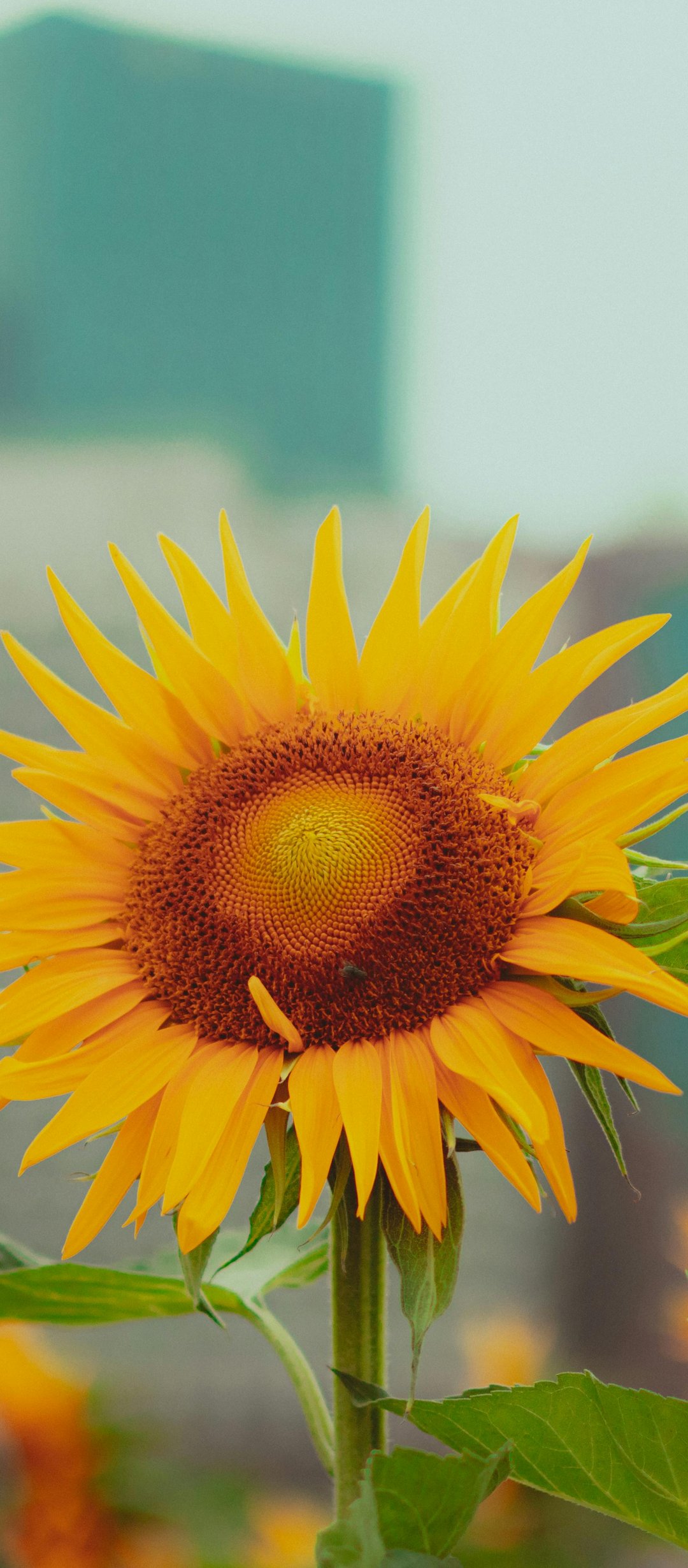 Sunflower in field - Wallpapers for TECNO/Infinix in 1080x2460 resolution