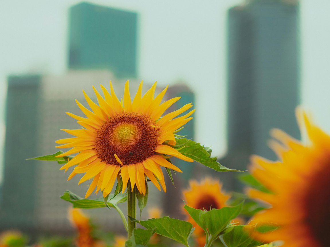 Sunflower in field - XGA+ wallpapers in 1152x864 resolution