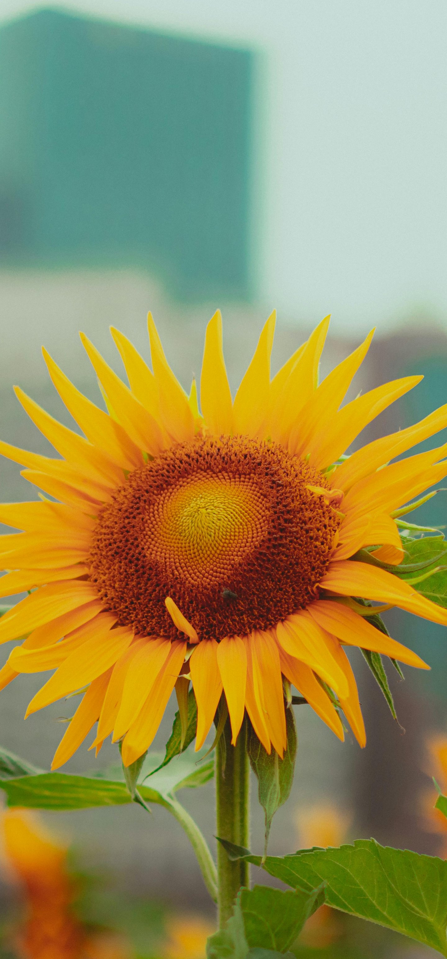Sunflower in field - Wallpapers for Samsung Galaxy S22 Ultra/S23 Ultra in 1440x3088 resolution