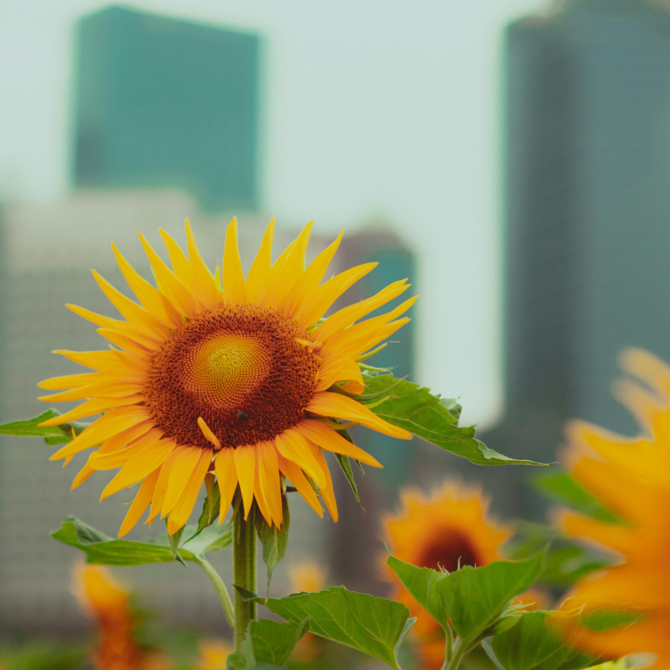 Sunflower in field - Wallpapers for iPad mini 8.3″ in 2266x2266 resolution