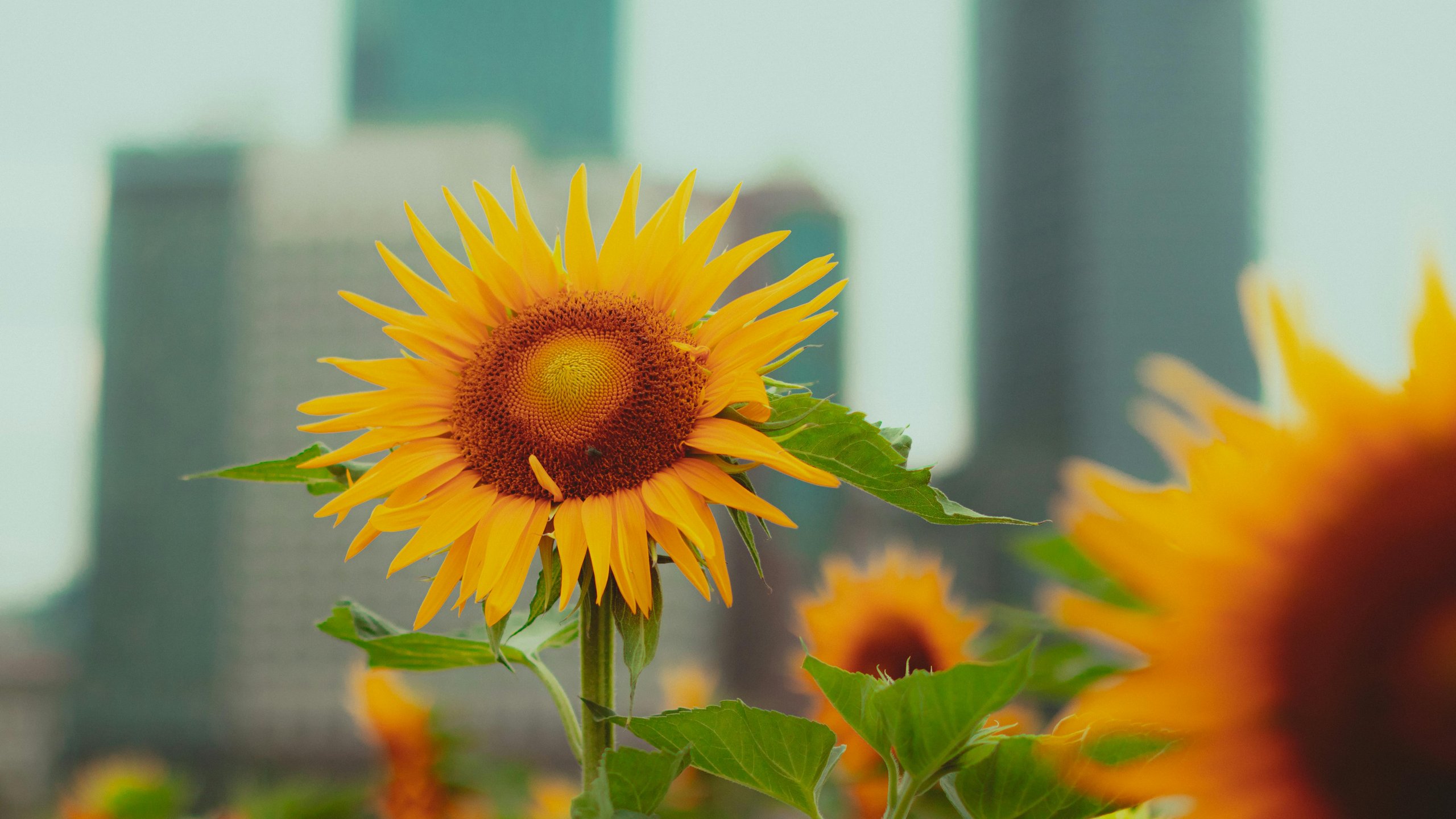 Sunflower in field - 2K Quad HD wallpapers in 2560x1440 resolution