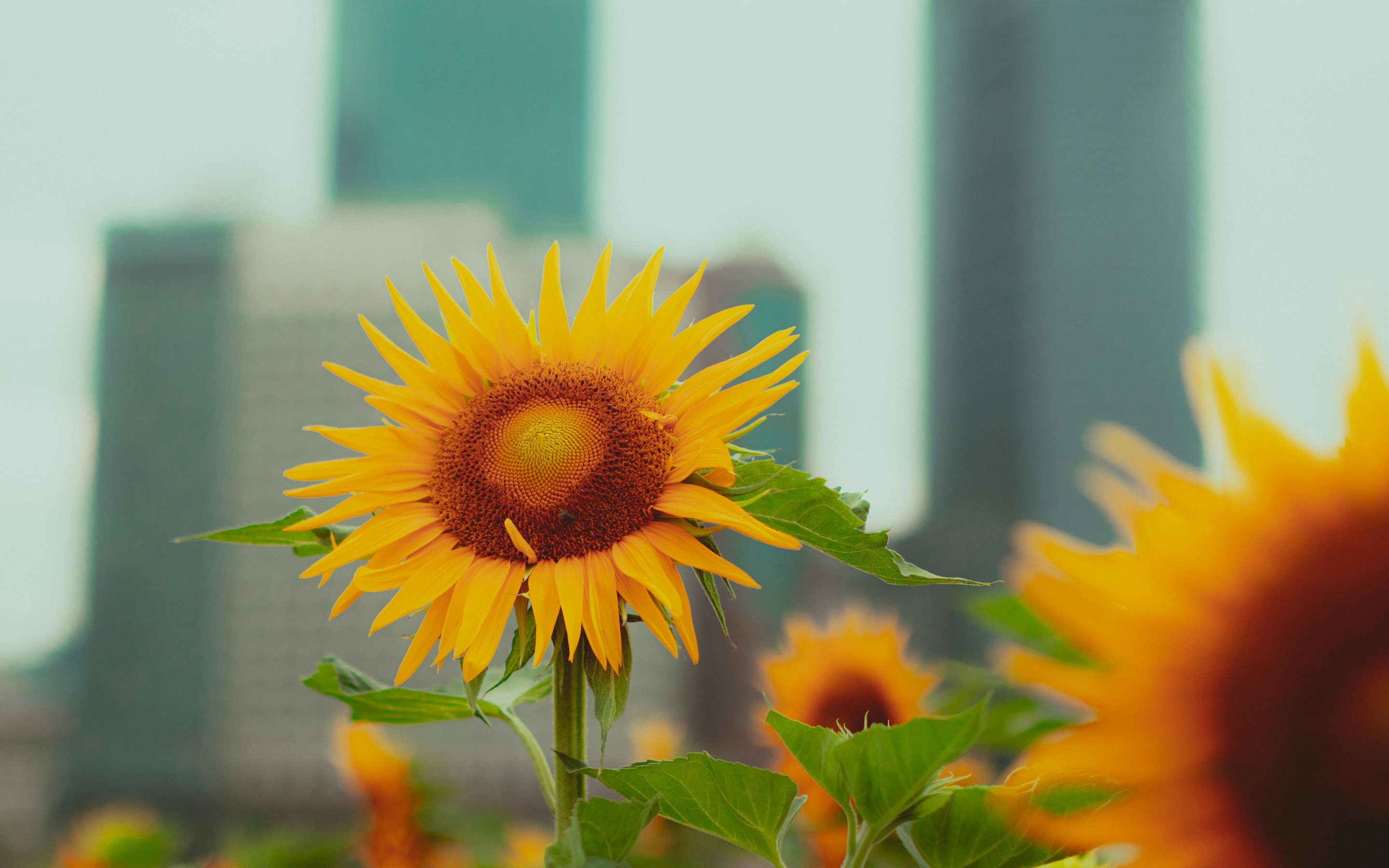 Sunflower in field - Wallpapers for Apple MacBook 15″ in 2880x1800 resolution