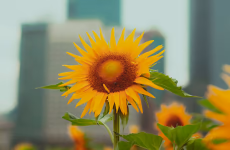 Nature wallpapers: sunflower, flowers, skyscrapers, summer