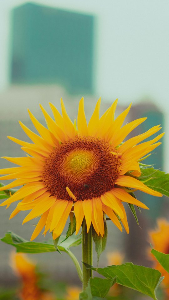 Sunflower in field - Wallpapers for Samsung, HTC, Sony in 540x960 resolution