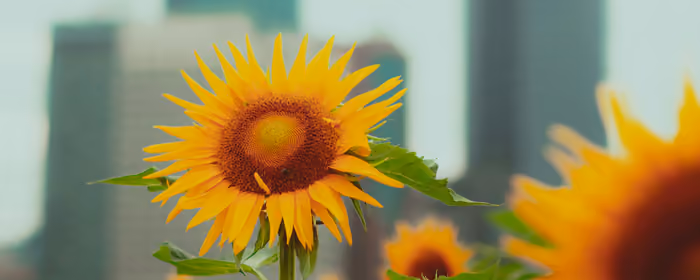 Nature wallpapers: sunflower, flowers, skyscrapers, summer