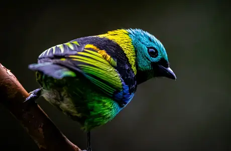Animals wallpapers: bird, tropics, feathers, branch