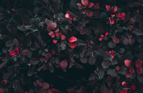 Vibrant dark red leaves with subtle texture