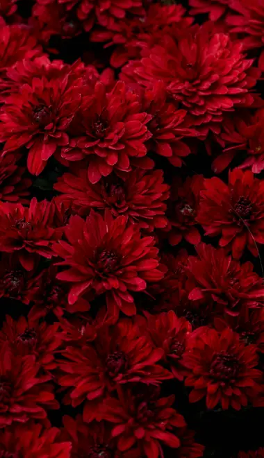 Nature wallpapers: chrysanthemum, flowers, petals, close-up