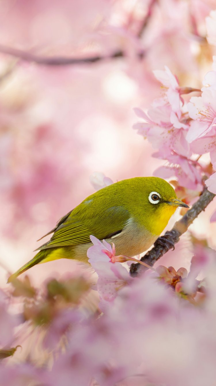 Yellow canary on sakura branches - Wallpapers for iPhone 6/6S/7/8/SE2/SE3 in 750x1334 resolution