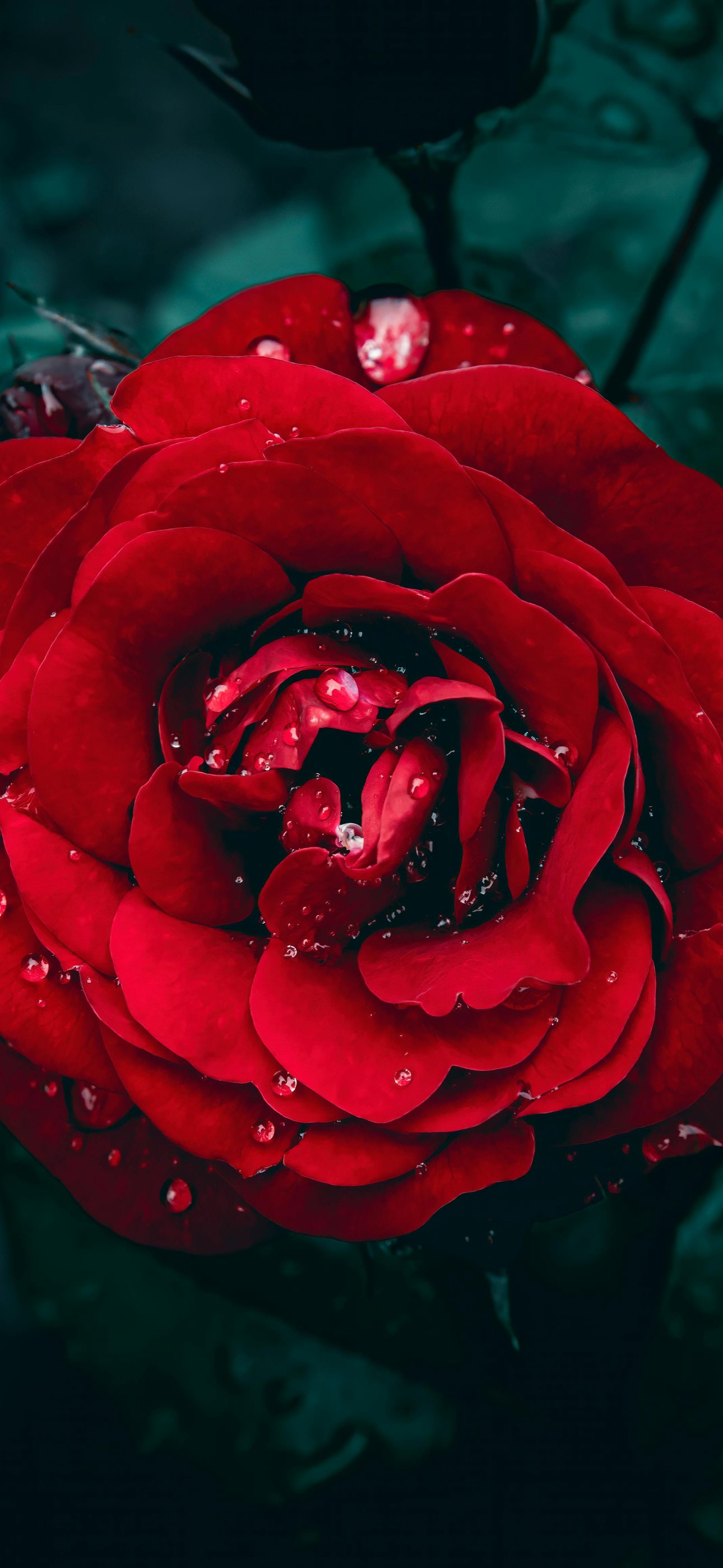 Red rose with water droplets - Wallpapers for iPhone 15 Pro Max/14 Pro Max in 1290x2796 resolution