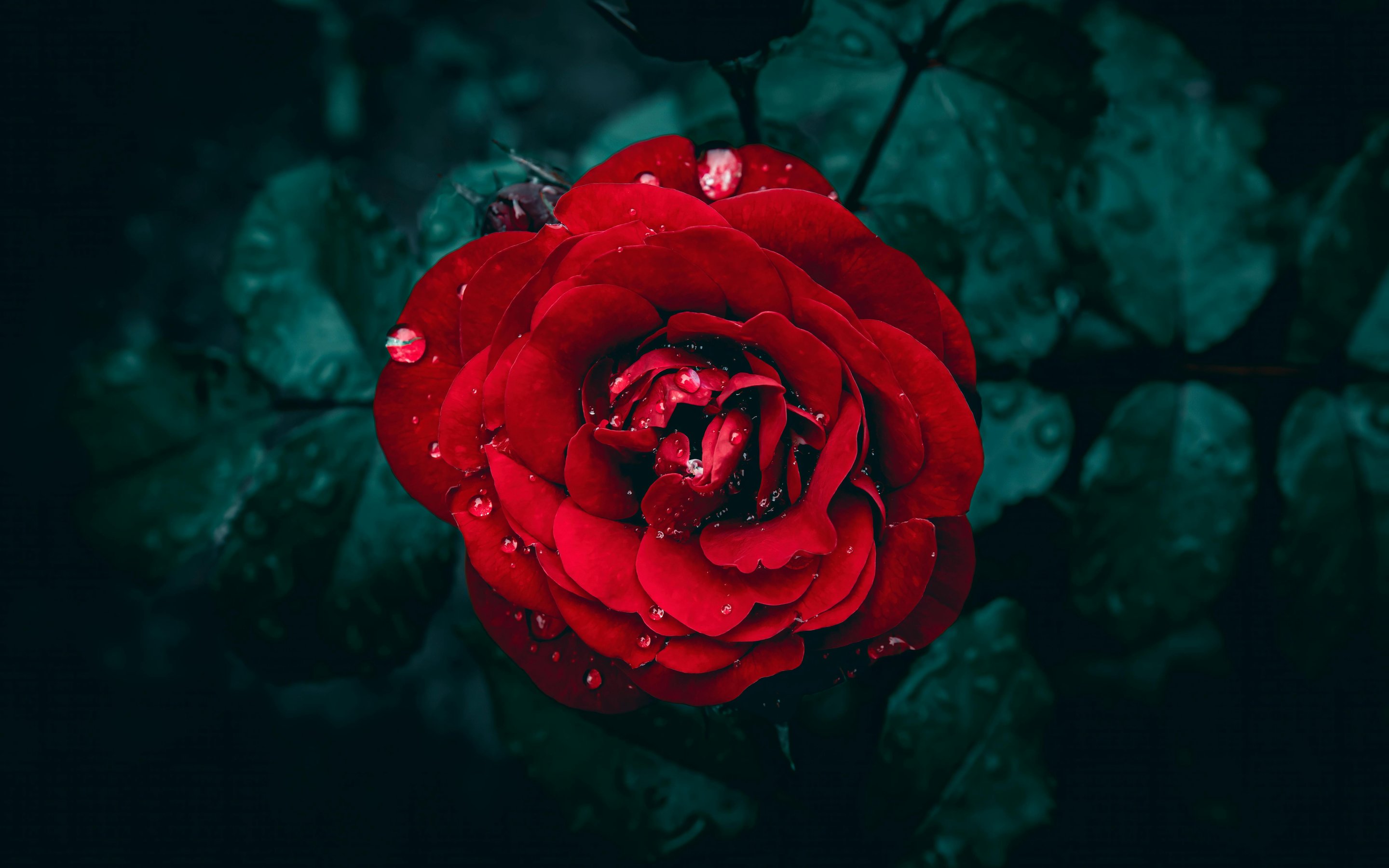 Red rose with water droplets - Wallpapers for Apple MacBook 15″ in 2880x1800 resolution