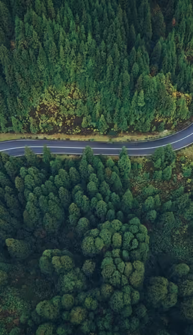 Nature wallpapers: forest, road, trees, asphalt