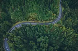 Trees - wallpapers collection
