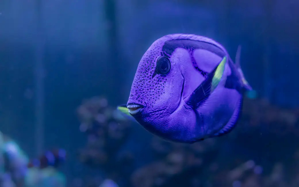 The blue surgeon swims among the corals — desktop and phone wallpaper, free download