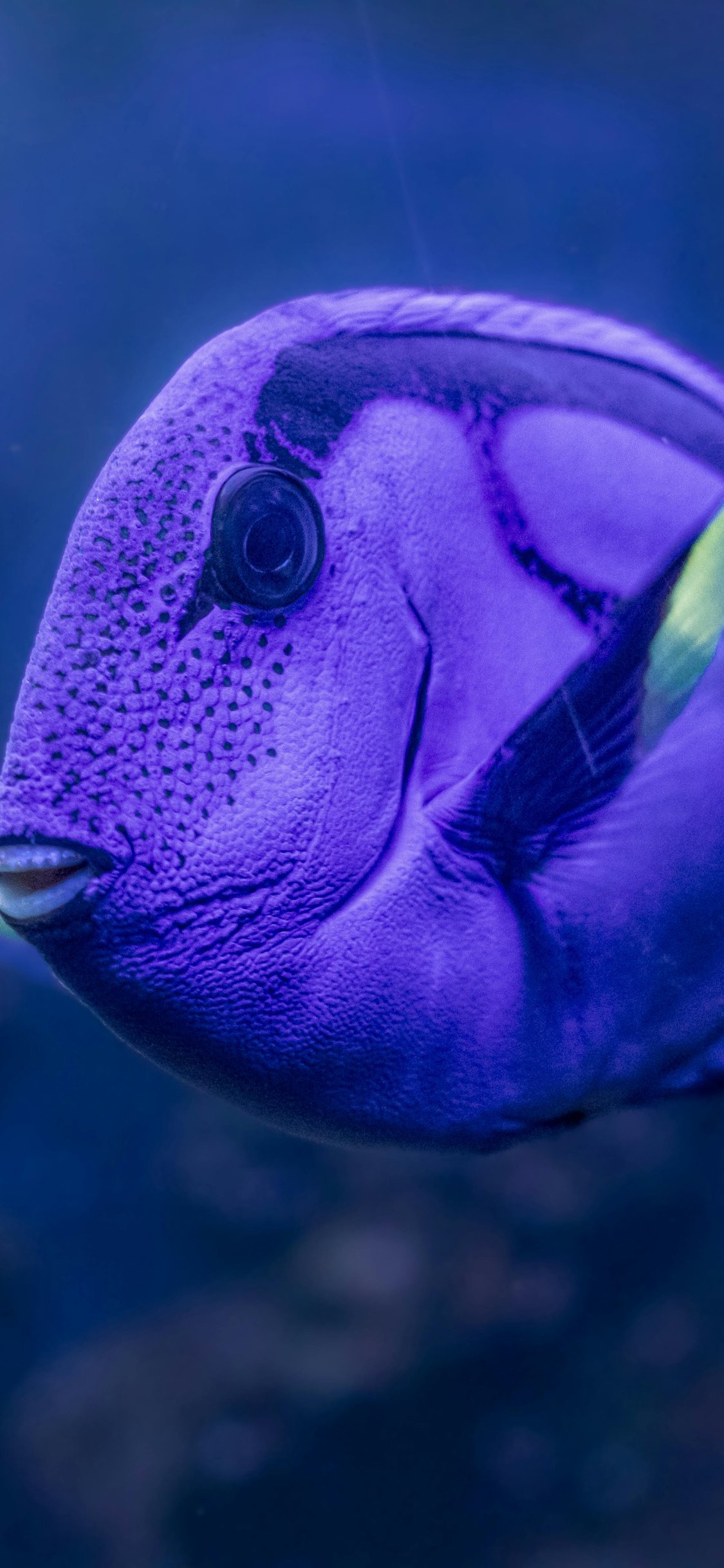 The blue surgeon swims among the corals - Wallpapers for iPhone X/XS/11 Pro in 1125x2436 resolution