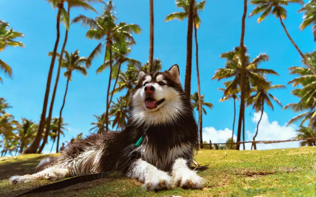 Relaxed husky lying in tropical park — desktop and phone wallpaper, free download