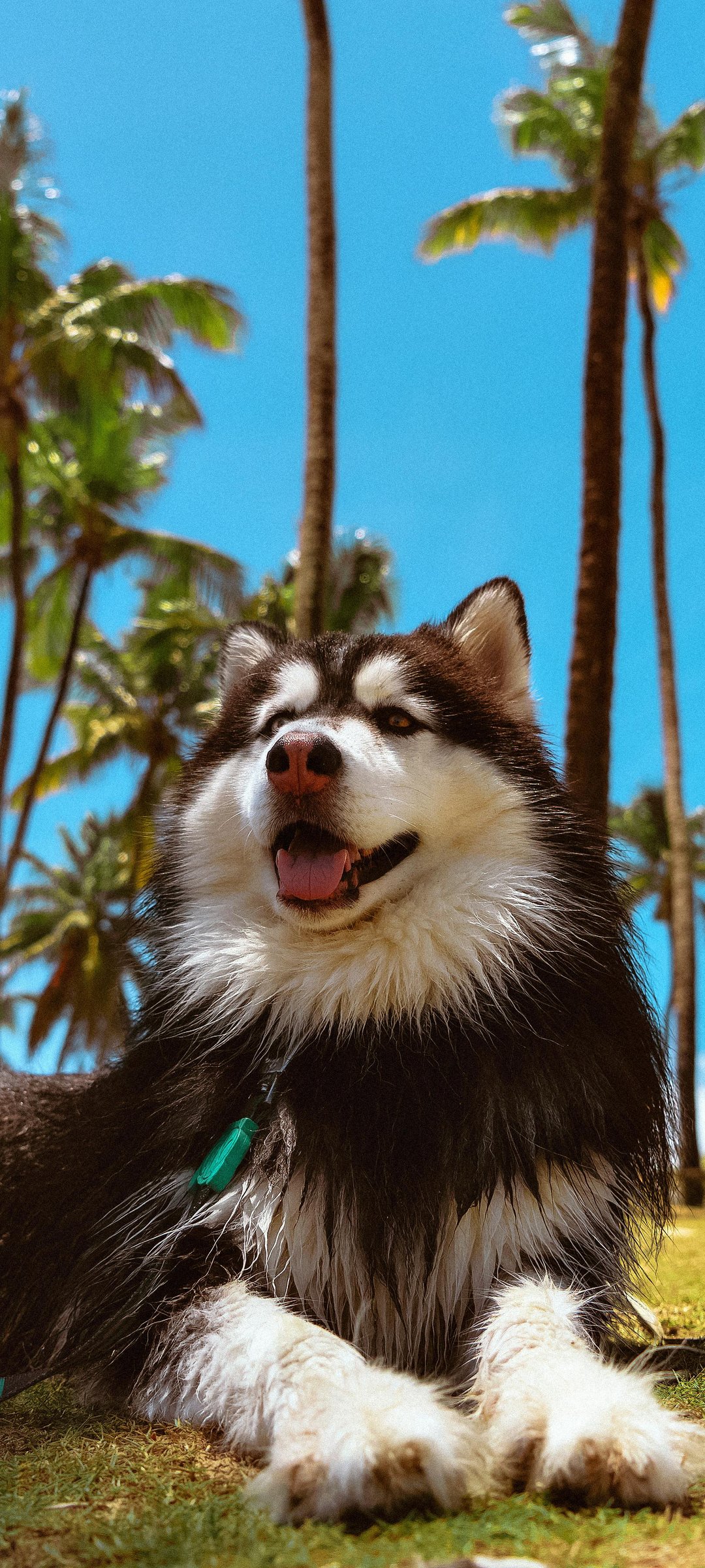 Relaxed husky lying in tropical park - Wallpapers for Samsung Galaxy M55, POCO M4/X4/X5, Xiaomi Redmi 12/13/Note 13/Note 14/Note 14S in 1080x2400 resolution