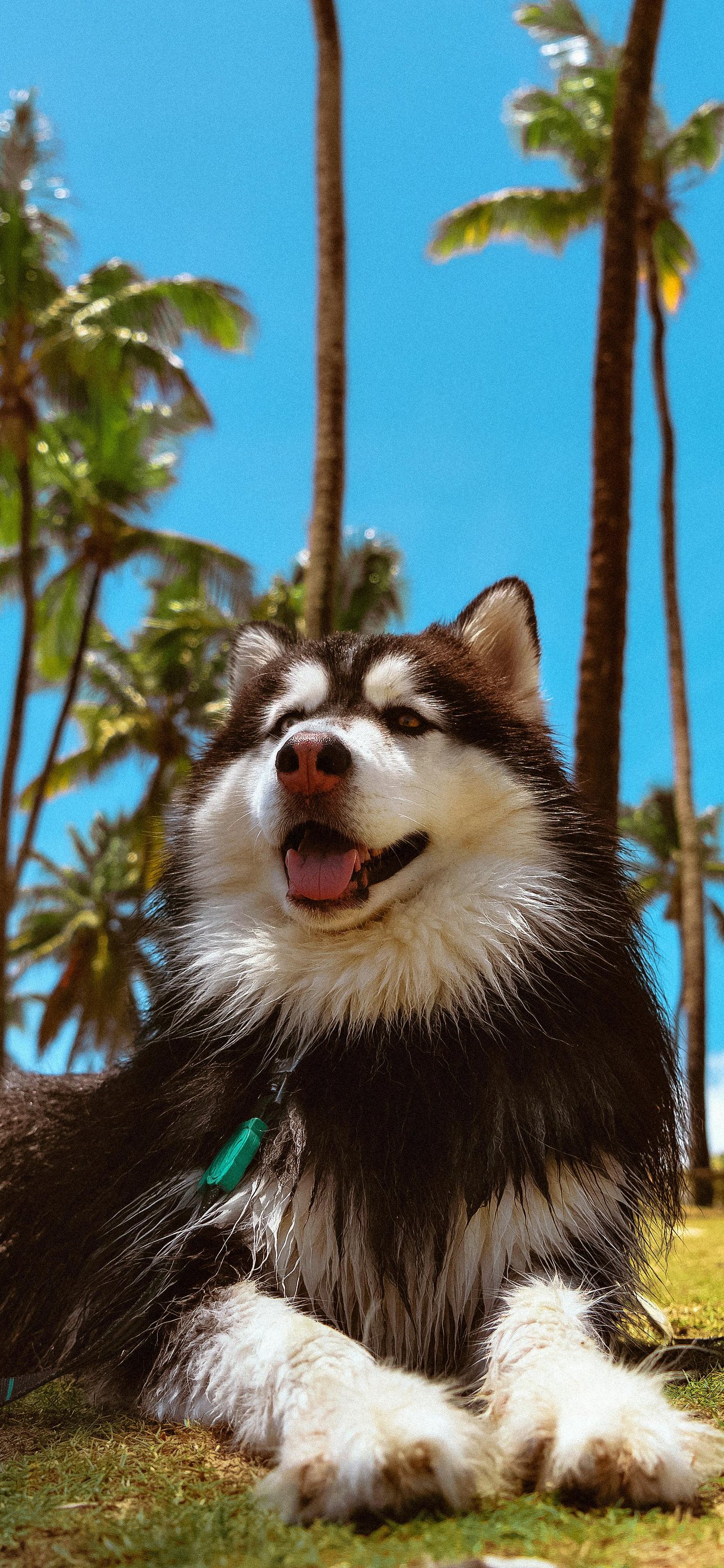 Relaxed husky lying in tropical park - Wallpapers for Xiaomi 15T in 1280x2772 resolution