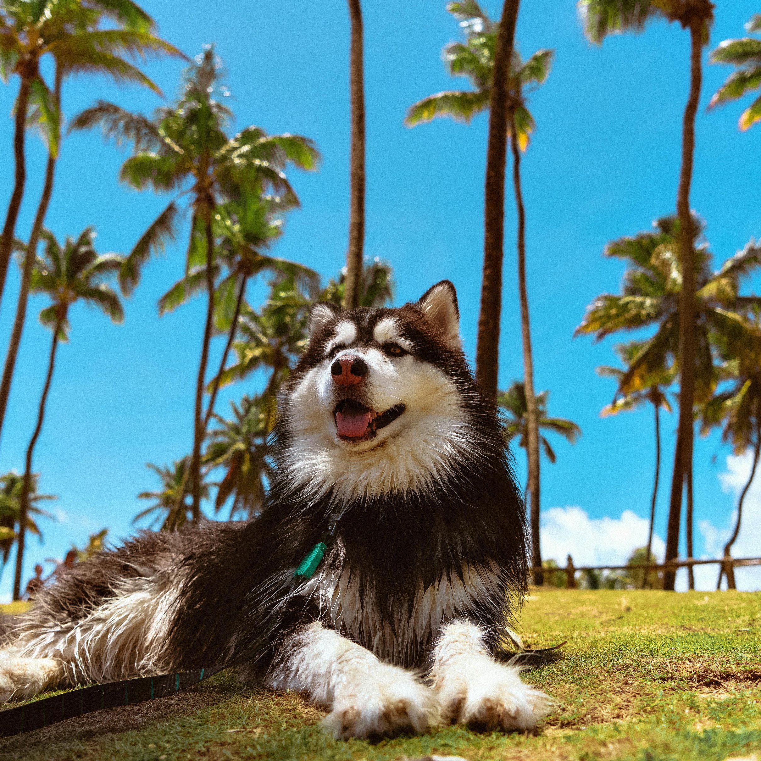 Relaxed husky lying in tropical park - Wallpapers for iPad Pro 11″ 2024 in 2420x2420 resolution