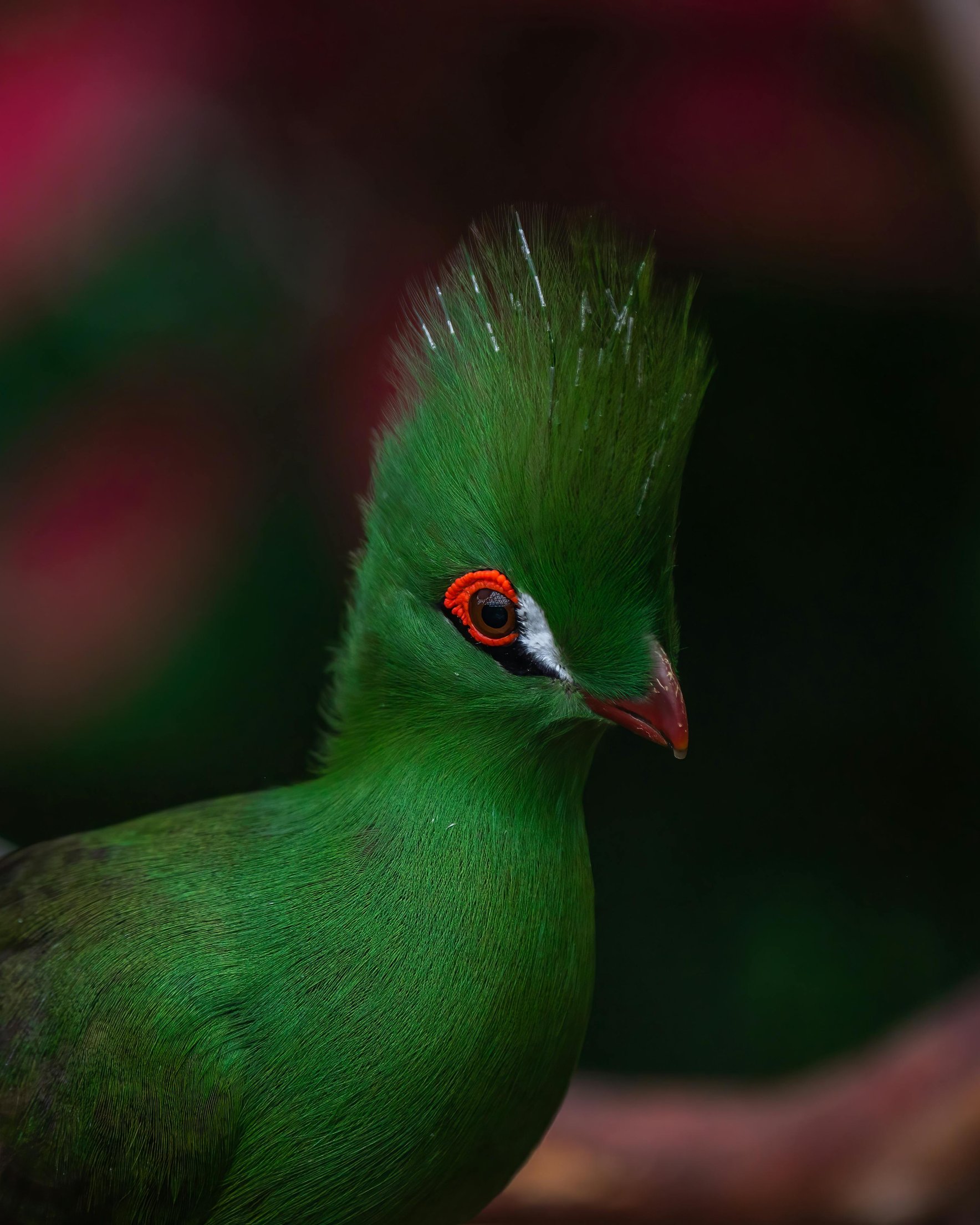 Green turaco in the forest - Wallpapers for Samsung Galaxy Z Fold 2/3 in 1768x2208 resolution