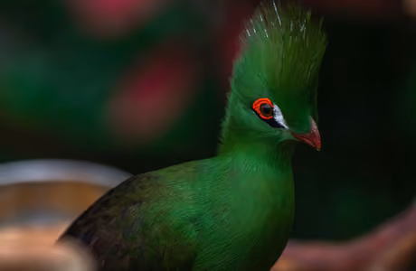 Bird Wallpapers: Turaco, bird, feathers, eyes