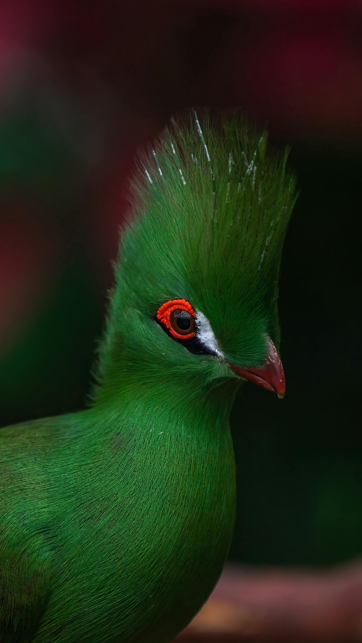 Green turaco in the forest - Wallpapers for Samsung/LG in 720x1280 resolution