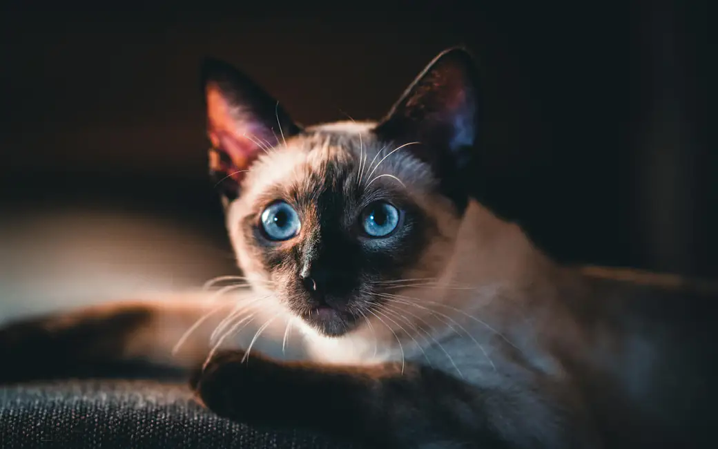 Siamese cat with blue eyes — desktop and phone wallpaper, free download