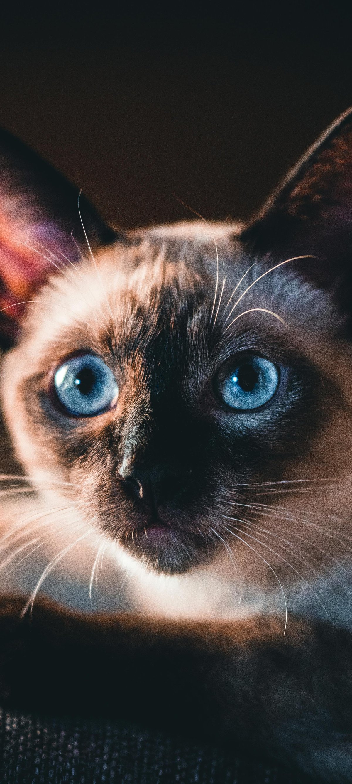 Siamese cat with blue eyes - Wallpapers for Xiaomi 15 in 1200x2670 resolution