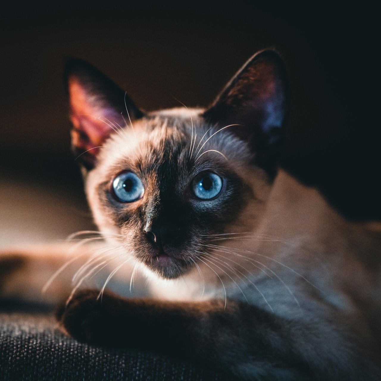 Siamese cat with blue eyes - Wallpapers for Lenovo, Huawei in 1280x1280 resolution
