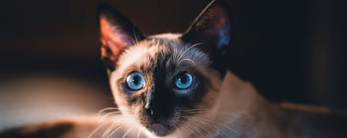 UltraWide 32:9 обои (5120x1440): кошка, голубые глаза, питомец, шерсть