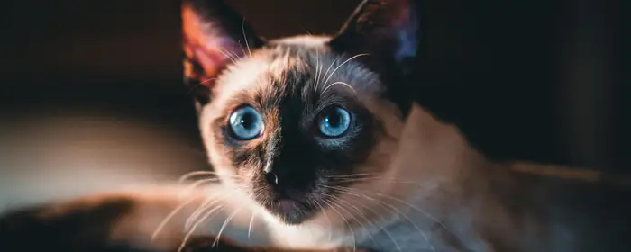 UltraWide 32:9 обои животные (3840x1080): кошка, голубые глаза, питомец, шерсть