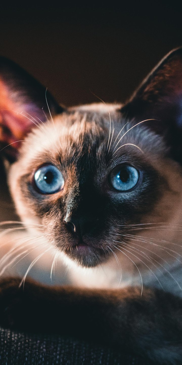 Siamese cat with blue eyes - Wallpapers for Samsung Galaxy A03s, Xiaomi Redmi 7A, POCO C3 in 720x1440 resolution