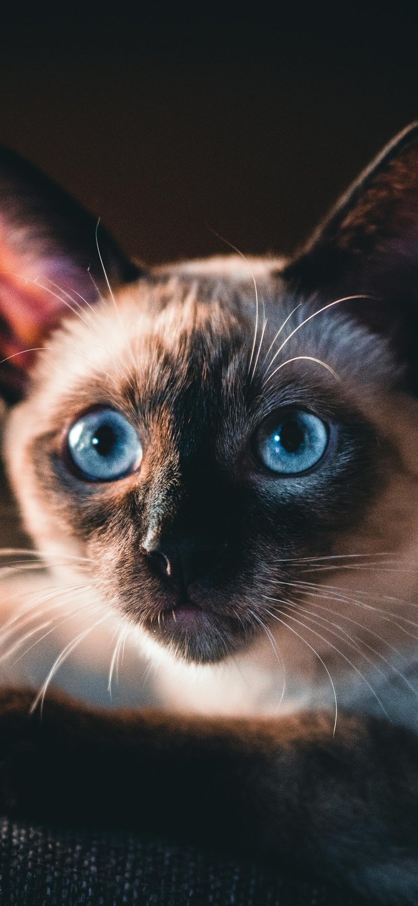 Siamese cat with blue eyes - Wallpapers for iPhone 11/XR in 828x1792 resolution