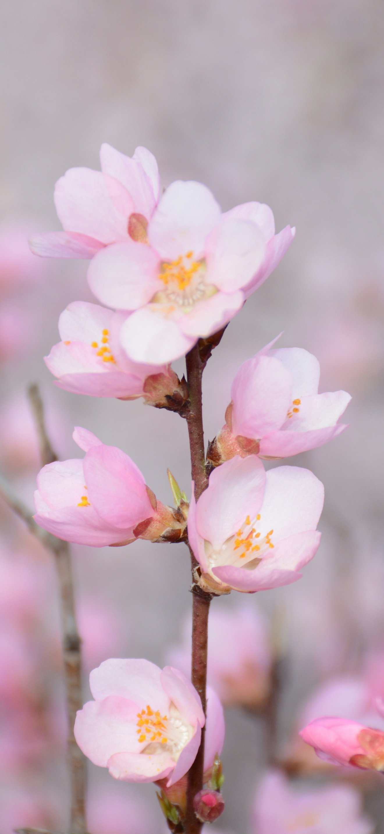 Pink flowers in spring - Wallpapers for iPhone 17 Pro Max/16 Pro Max in 1320x2868 resolution
