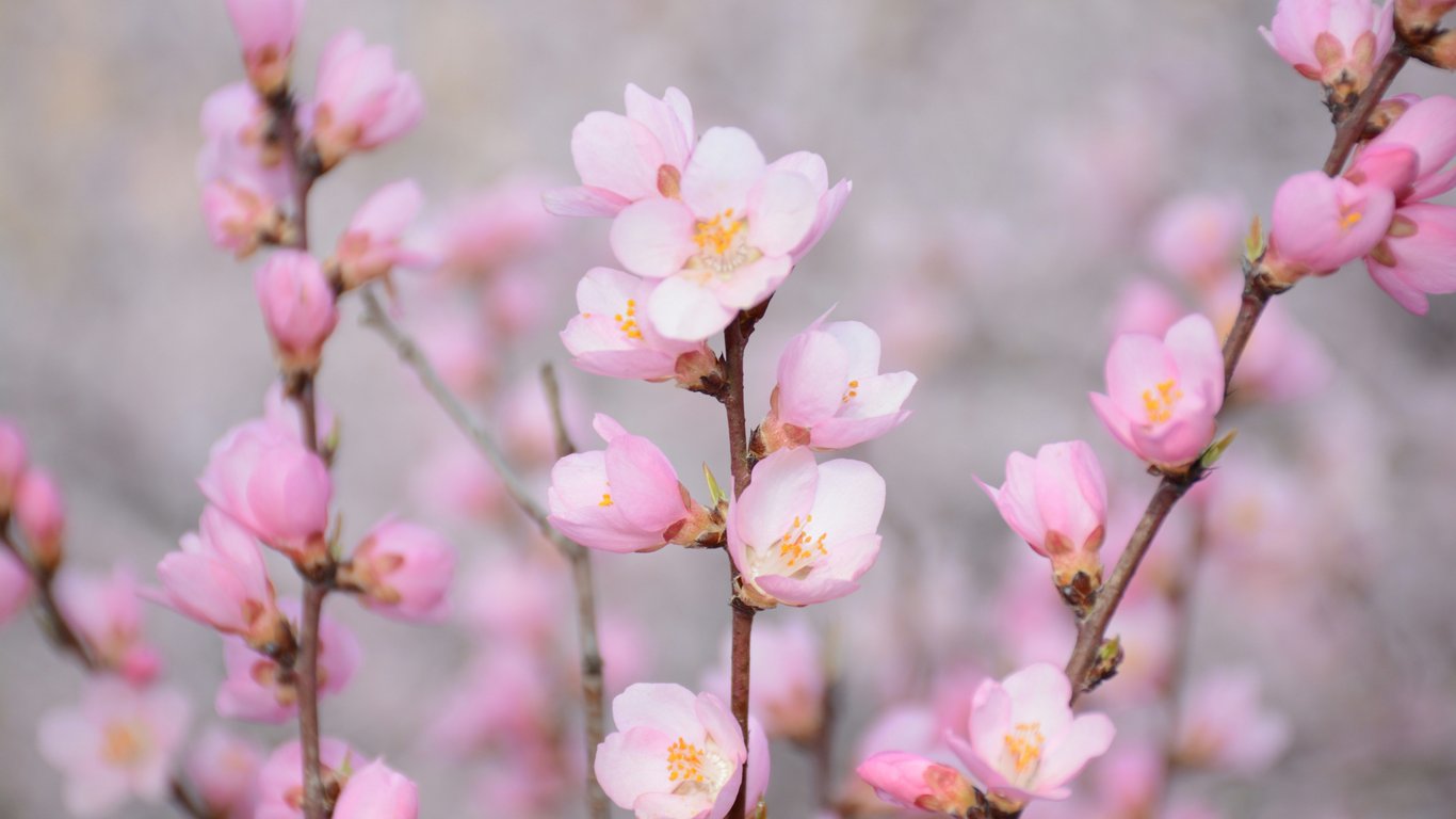 Pink flowers in spring - Laptop Wallpapers in 1366x768 resolution