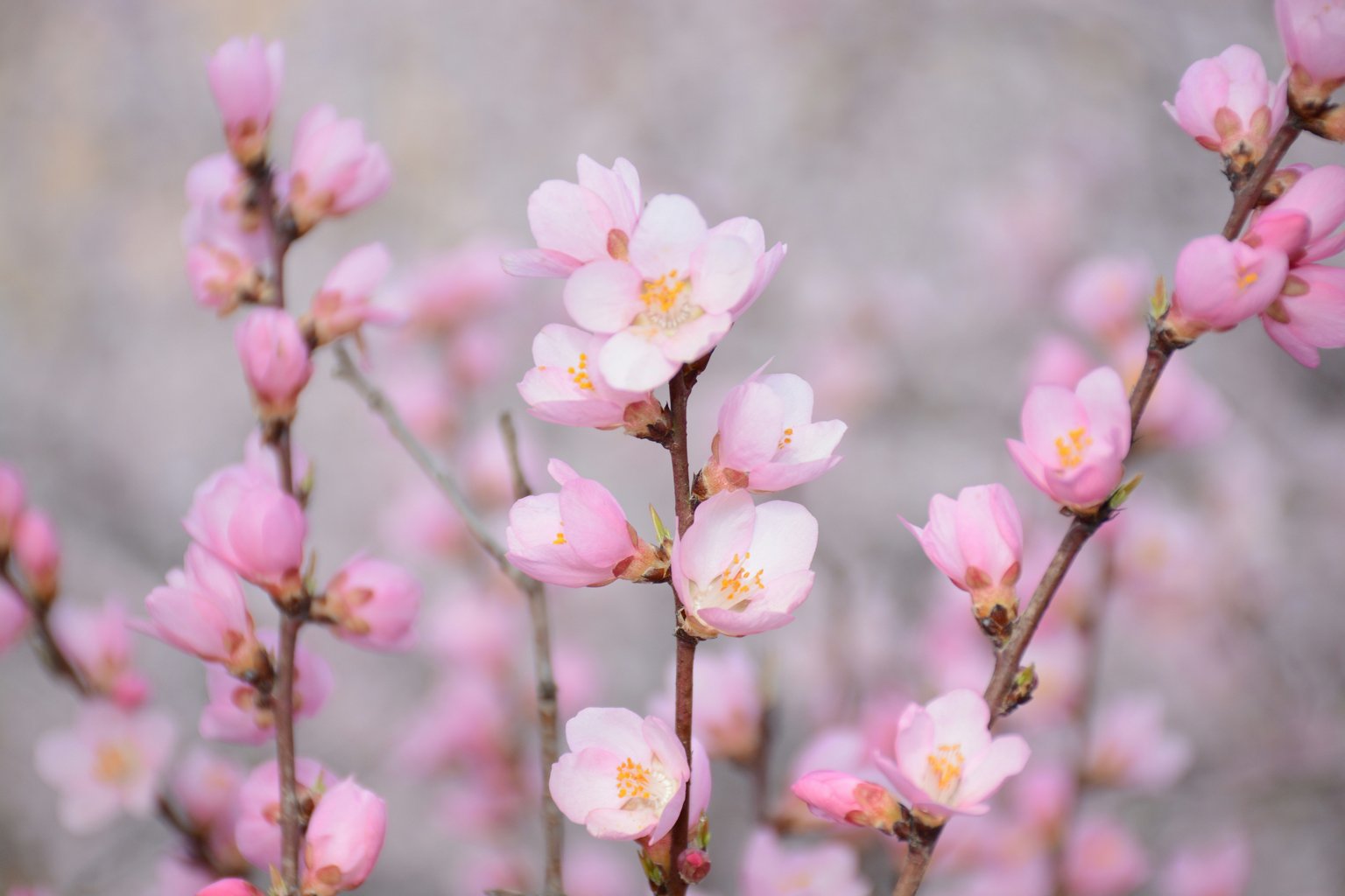 Pink flowers in spring - Microsoft Surface 12.4″ wallpapers in 1536x1024 resolution